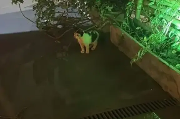 Gato encontrado (brf002787)