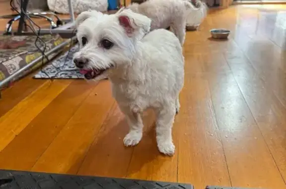 Lost dog, Hillview Avenue, 27, Melbourne - friendly, no collar - photo