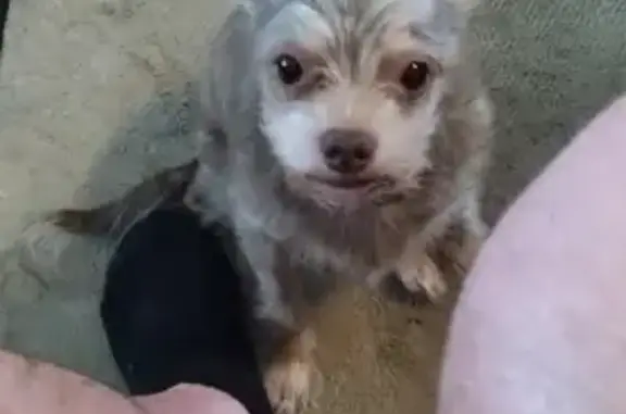 Lost dog, Hawkins Drive, Belton - male chihuahua - photo