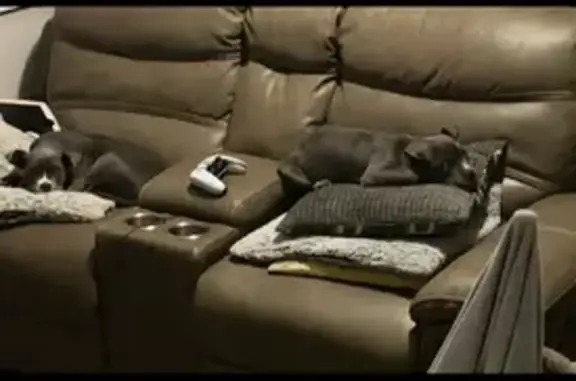 Lost dog, North Arlington Avenue, 2161, Indianapolis - male, 5 months old - photo
