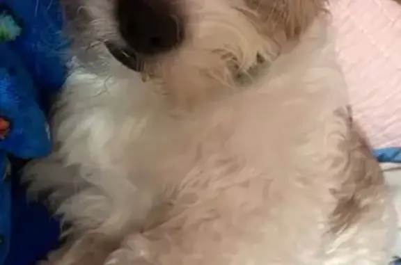 Lost pets Long Beach, photo: Lost dog, East Cambridge Street, 164, Long Beach - male, brown and white coat