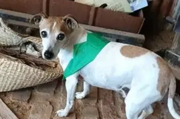 Lost dog, male, Centre Road, 15, Melbourne - surgery scar on left leg - photo