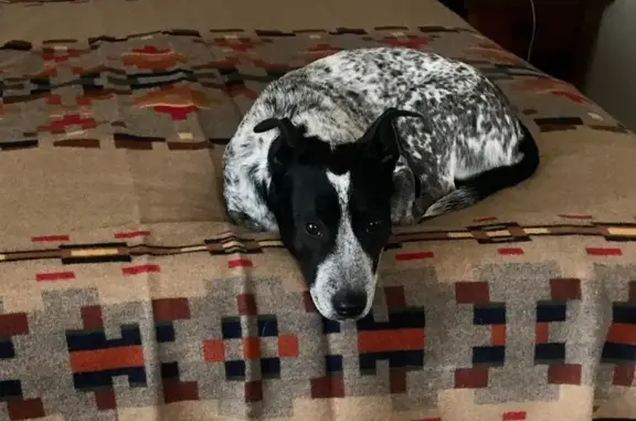 Missing dog Allenspark, photo: Lost dog, Highway 7, 13201, Allenspark - female, black and white cattle dog/corgi mix