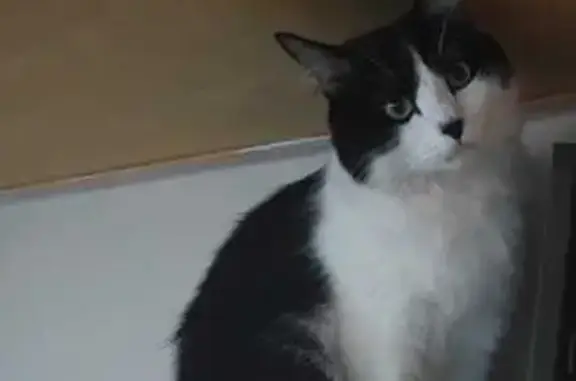 Gato desaparecido Macho (brl002788) - photo
