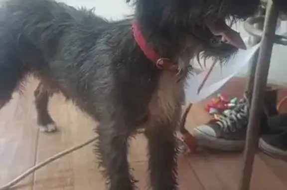 Búsqueda de mascotas, foto: Perro encontrado macho, Avenida La Espinita, Ixtapaluca - patita chueca