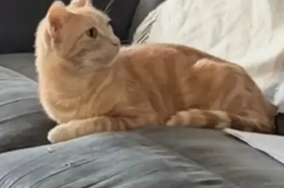 Lost pets Quakers Hill, photo: Lost cat, Blacktown City Council, Quakers Hill - male, light brown/orange swirly coat