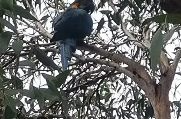 Blue and gold macaw