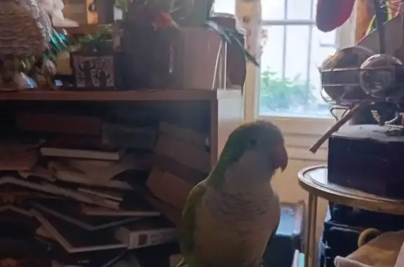Perdue oiseau mâle, Villa d'Alésia, Paris - conure souris verte avec deux bagues - photo
