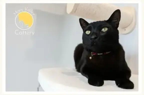 Black shorthair domestic male. Wearing seresto flea & tick collar under red collar with fluro green name of cat & my phone number.. Microchip up to date.. Meows loudly, weight about 7.5 kg..