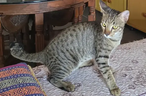 Lost cat, Jalan Ishak, Hougang, Singapore - male, black and grey tabby with a kinked tail - photo