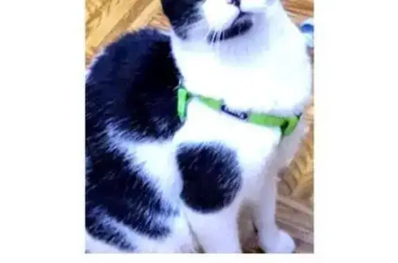 Gatos perdidos, Getafe, foto: Perdido gato hembra, Calle Tirso de Molina, 2, Getafe - gata grande de ojos turquesa