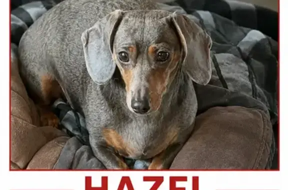 Lost dog, Blue Stem Drive, Orange Township, Powell - female dachshund with distinctive hair pattern on neck and shoulders - photo