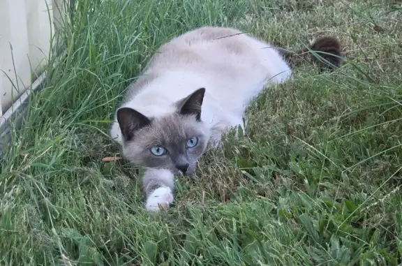 Lost cat, female, Endeavour Esplanade, Brisbane - photo