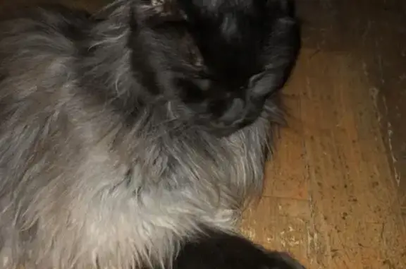 Animaux trouvés Schiltigheim, photo: Chat trouvé, Square du Château, Schiltigheim - gris foncé, tête noire