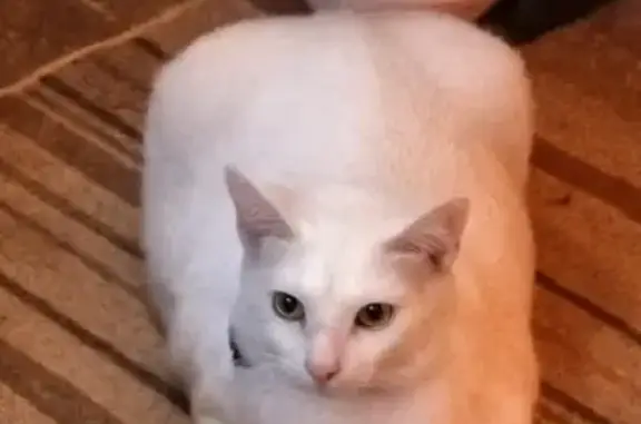 Gato desaparecido Macho (brl00...