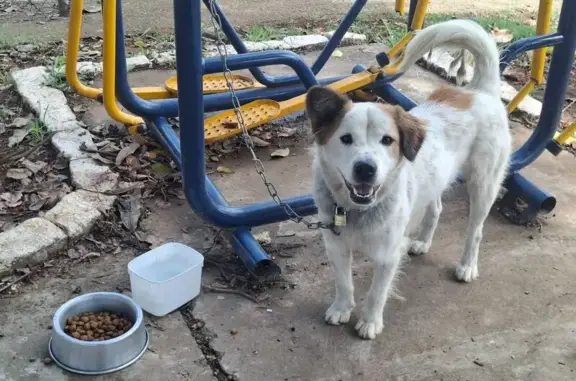 Cachorro encontrado Macho (brf...