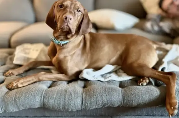 Lost dog, Paddrick Road, 3917, Broad Creek Park, Darlington - female, rust red color, docked tail - photo