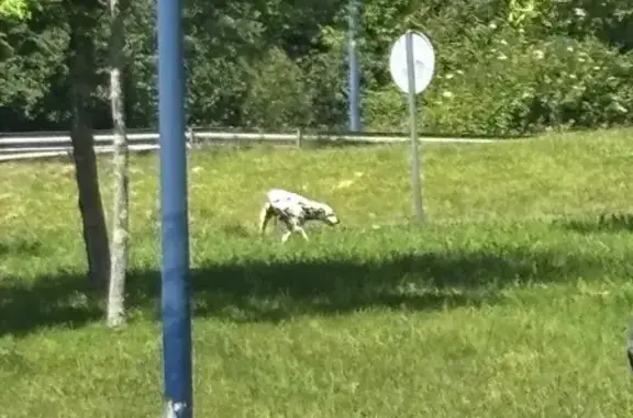Encontrado perro, Rotonda Sur,...