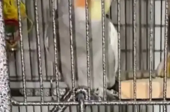 Lost pets Seminole, photo: Lost bird, Seminole Boulevard, Seminole — all grey with white trim along the wings, orange cheeks