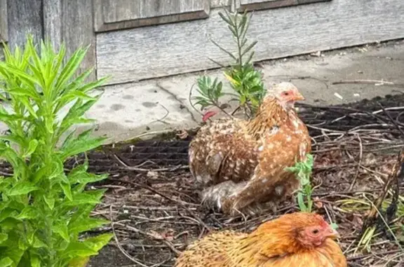 Animaux trouvés Livry-Gargan, photo: Trouvée oiseau femelle, Livry-Gargan - deux petites poules de soie marron
