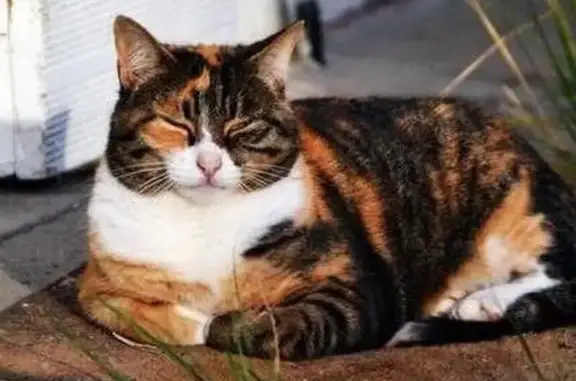 Animaux perdus Mérignac, photo: Chat perdu, Impasse des Hirondelles, 5, Mérignac - femelle, poils longs type angora