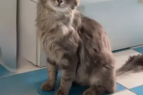 Chat perdu, Braud-et-Saint-Louis - tout gris - photo