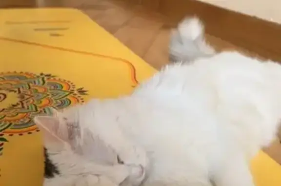 Зникла кішка, вулиця Костя Левицького, Львів — біленька, 8 місяців, темно-сіра плямка на маківці - photo