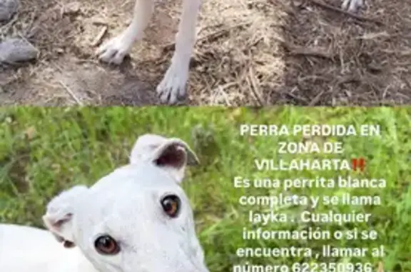 Perdido perro hembra, carretera de Villaharta hacia Pozoblanco, Cordoba - galga española blanca con bocado en una oreja - photo