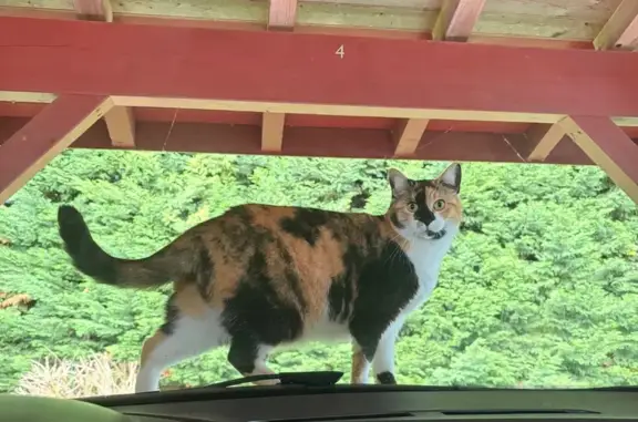 Animaux perdus Bidache, photo: Chat perdu, Route de Saint-Palais, Bidache - chatte très timide et craintive