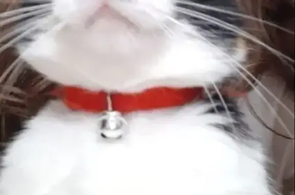 Perdue chatte femelle, Rue du Tuc-d'Éauze, Dax - collier artisanal bariolé, yeux verts - photo