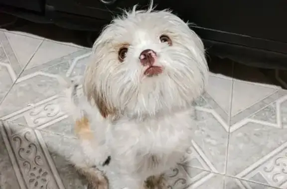 Animales perdidos Santa Maria Chimalhuacan, foto: Perro perdido hembra, Cerrada de Cemelotl, Chimalhuacán, Santa Maria Chimalhuacan - pequeña, hogareña