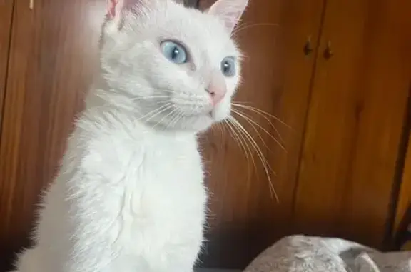 Encontrado gato hembra, Carrer...