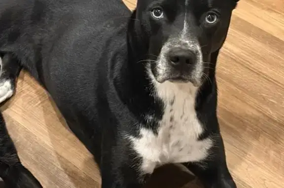 Lost dog, Broadmoor Drive, 440, Braselton - female - photo