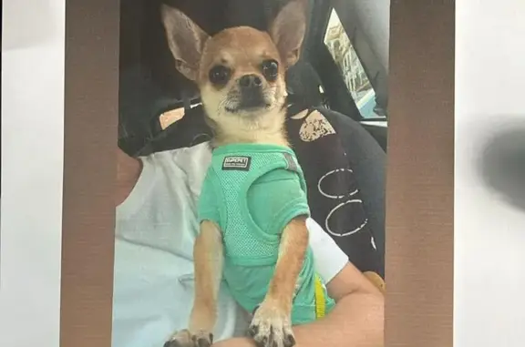Perro perdido, Calle del Pal, Los Palacios y Villafranca - enfermo y necesita medicación - photo