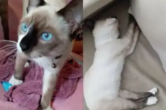 Gato desaparecido Fêmea (brl00...