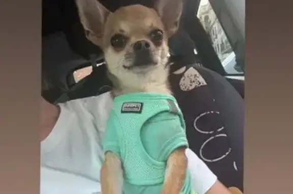 Perro perdido, Los Palacios y Villafranca, Andalucía - chihuahua canela enfermo - photo