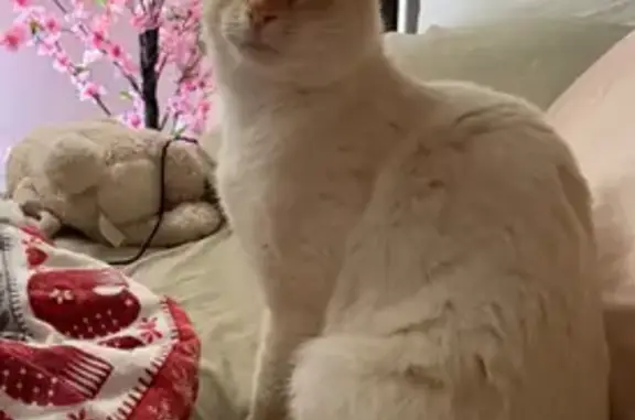 Lost cat, Claremont, Glenorchy Tasmania - male, blue-eyed, light ginger markings - photo