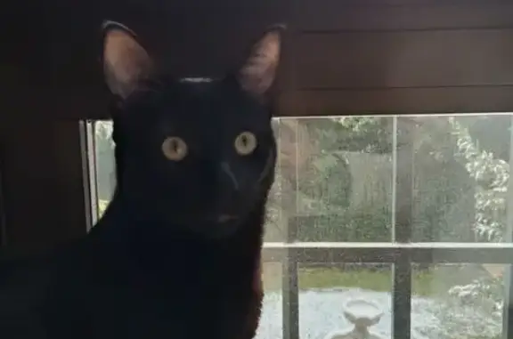 Gato negro ojos verdes, está castrado y se llama Merlín, es asustadizo y tiene 1 añito, lleva chip Ha desaparecido de madrugada y no sabe volver