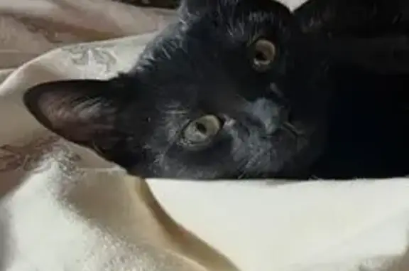 Perdido gato masculino en Rúa do Hospitaliño, 14, Santiago de Compostela - ojos verdes y punta de la cola torcida - photo