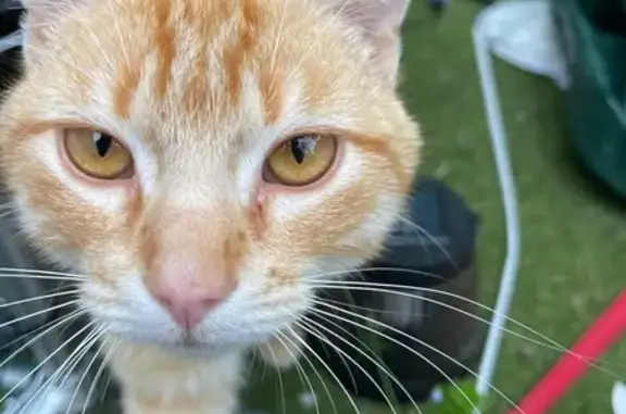 Chat perdu, Rue Jean Marais, Châtellerault - roux, 14 mois - photo