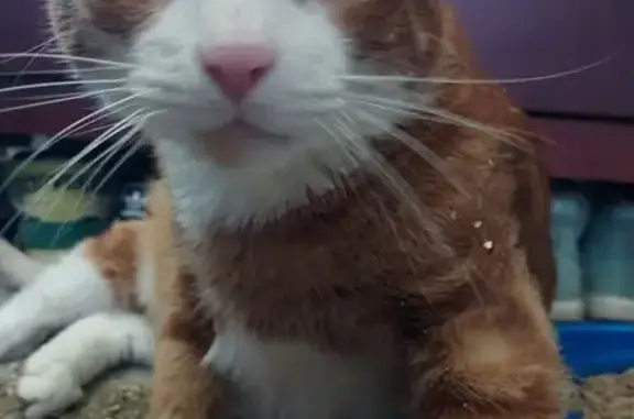 Missing cat Sheridan, photo: Missing cat Male, Sheridan (usl537267)