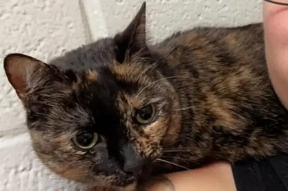 Lost cat, Charlotte Hall, Maryland - female tortie, microchipped - photo