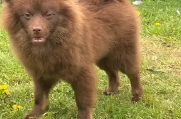 Lost dog, Butterfield Drive, 1402, Mesquite - male, small fluffy brown puppy - photo