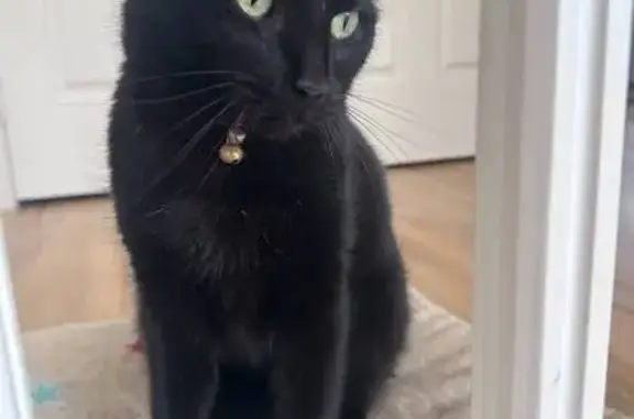 Lost cat, Alpinia Place, Logan City, Rochedale - male, black, collar with a bell - photo