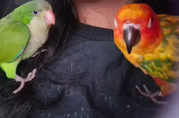 Lost pets Arlington, photo: Lost bird, North Oak Street, 705, Arlington - green and white, baby