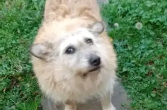 Cachorro perdido Fêmea (brl002...
