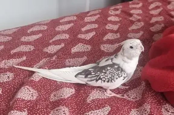 Lost pets Parramatta, photo: Lost bird, Parramatta — white and grey cockatiel, hand-raised from birth