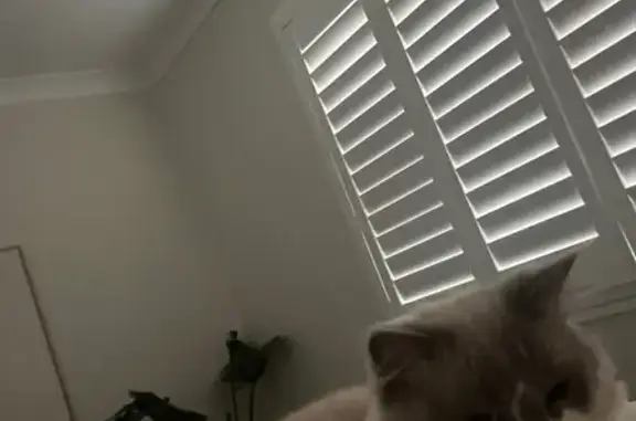Lost cat, Brisbane - photo