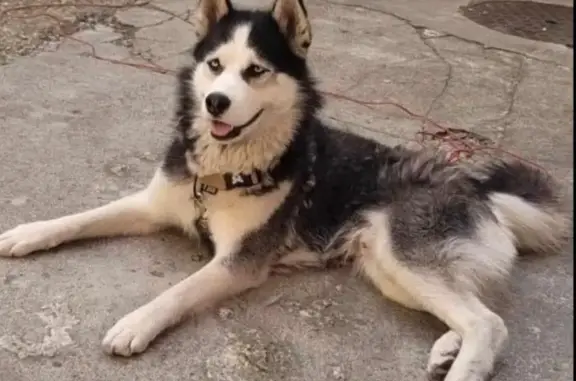 Animaux perdus Bezannes, photo: Chien perdu, Rue Saint-Vincent, Courmas, Bezannes - husky noir et blanc