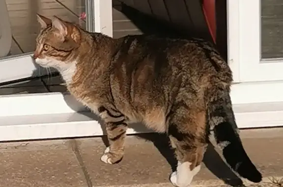 Chat perdu, Neuville-en-Ferrain, photo: Chat disparu Fille, Neuville-en-Ferrain (fl592986)